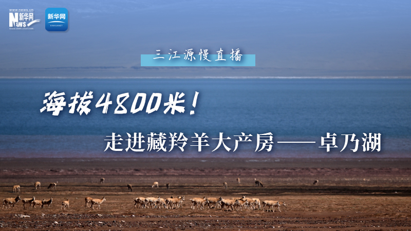 大美中國(guó)｜海拔4800米！走進(jìn)藏羚羊大產(chǎn)房——卓乃湖