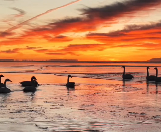 青海湖的冬日来客