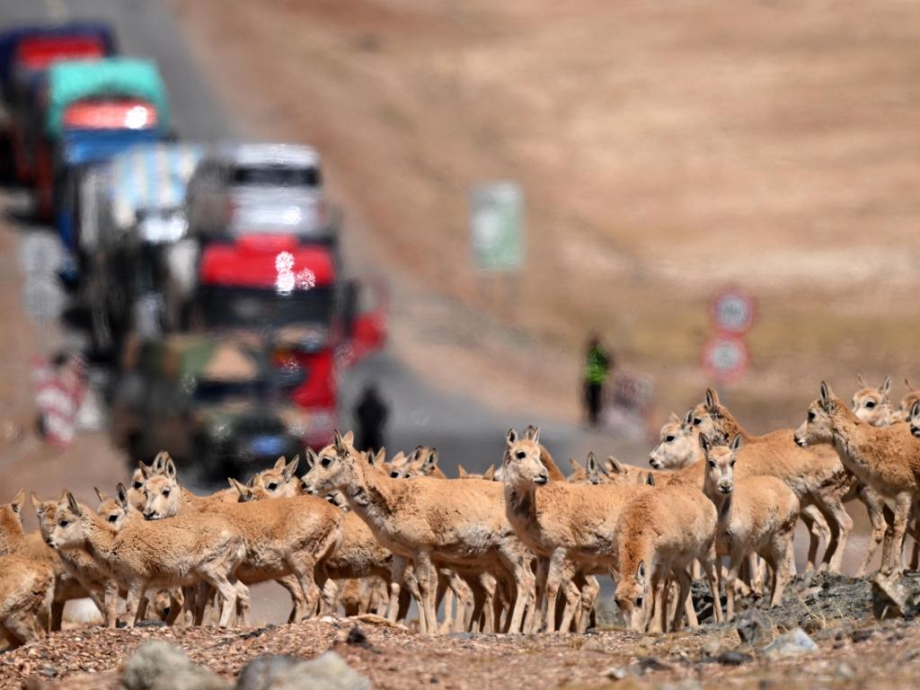 藏羚羊的守護(hù)接力：從一棵樹(shù)長(zhǎng)成一片林