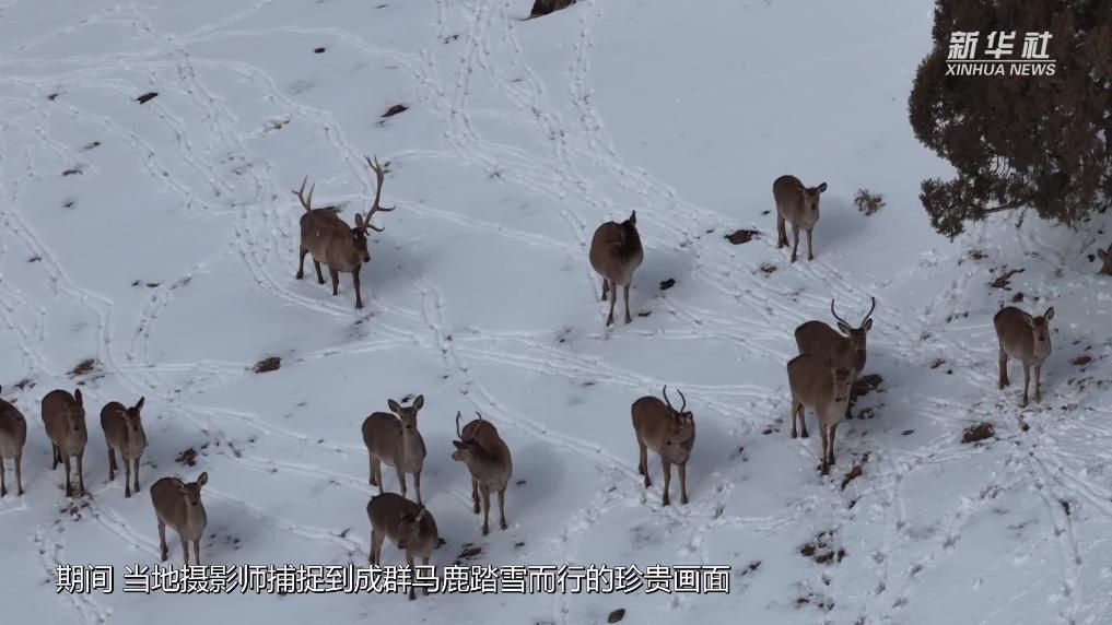 青海都蘭：皚皚春雪映鹿群