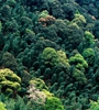 青海省持續(xù)開展大規(guī)模造林，國土綠化面積進一步擴大，省東部地區(qū)森林覆蓋率達32%高于全國平均水平