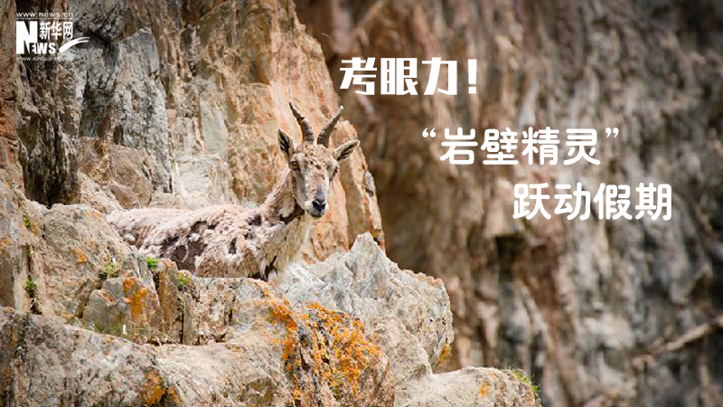 三江源慢直播丨考眼力！“巖壁精靈”躍動假期
