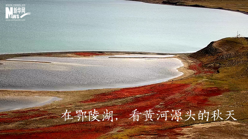 三江源慢直播丨在鄂陵湖，看黃河源頭的秋天