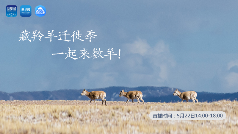 三江源慢直播丨藏羚羊遷徙季 一起來數(shù)羊！